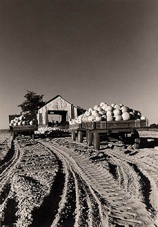 7_Pumpkin Harvest